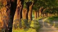 成人在线视频久久免费-成人在线视频的免费探索，在数字时代的界限与选择